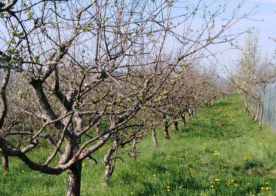 stages de tailles des arbres fruitiers Viuz-en-Sallaz (74)